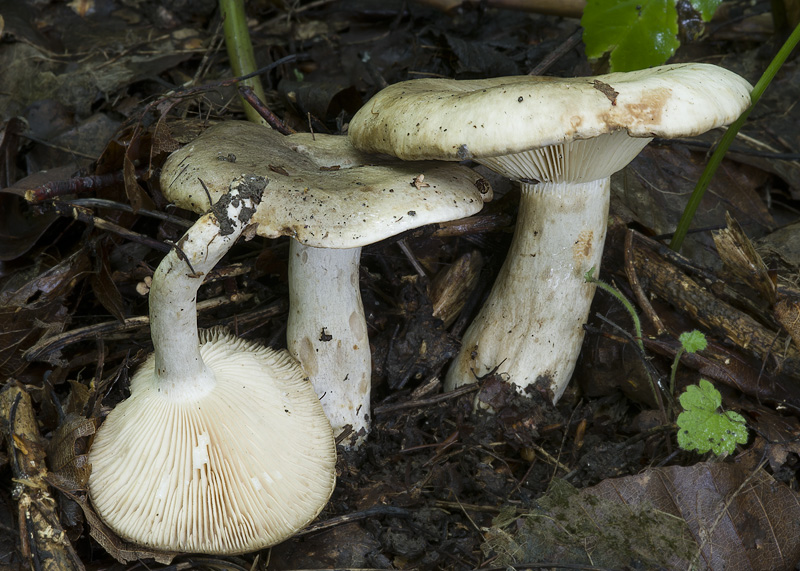 Lactarius fluens